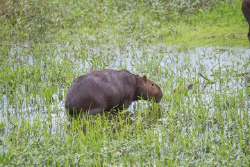 Capybara in the Pantanal, Brazil, South America