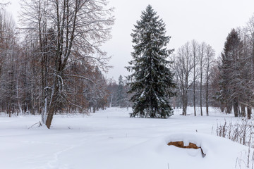 Panorama meadows with snow passes on the edge of the forest. The February weather there is very snowy. Raek Village, Tver Oblast, Russia.