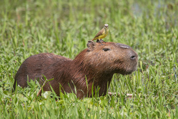 Capybara with a bird on the head in the Pantanal, Brazil, South America