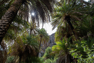 Fototapeta na wymiar Palma silva in insula in Greece