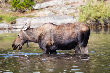 A cow moose eating in a shallow lake