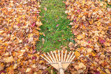 Raking fall leaves from lawn in autumn with a bamboo leaf rake. France