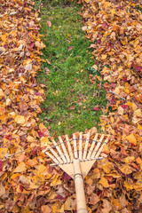 Raking fall leaves from lawn in autumn with a bamboo leaf rake. France