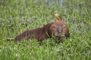 Capybara with a bird on the head in the Pantanal, Brazil, South America