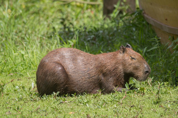 Fototapeta premium Capybara in the Pantanal, Brazil, South America