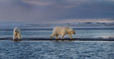 Two male polar bears walking on Barter Island with Kaktovik Eskimo village Alaska