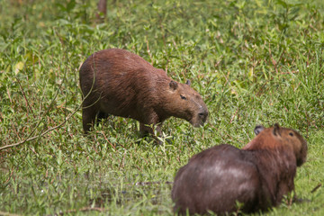 Capybara in the Pantanal, Brazil, South America
