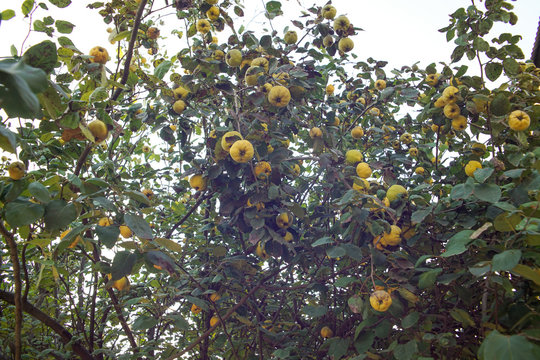 Quince tree. Group of yellow quinces on a tree in autumn.