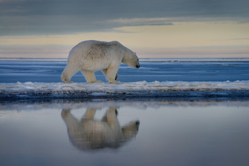Polar bear walking on spit of snow covered Barter Island with reflection in water of Kaktovik...