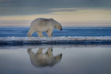  Polar bear walking on spit of snow covered Barter Island with reflection in water of Kaktovik Lagoon Alaska © Reimar