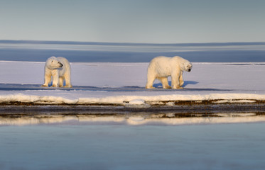Two polar bears on snow covered Barter Island Kaktovik Alaska on the Beaufort Sea Arctic Ocean
