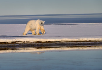 Polar bear walking on snow covered Barter Island Kaktovik Alaska on the Beaufort Sea Arctic Ocean