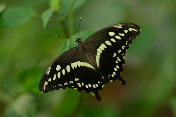 Black Swallowtail butterfly, Central American insect.