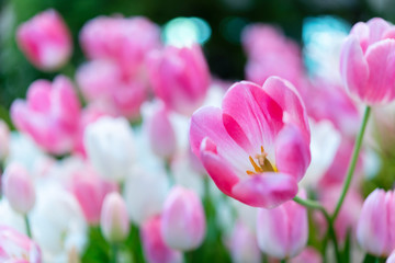 pink and white tulip , group of fresh tulips flower