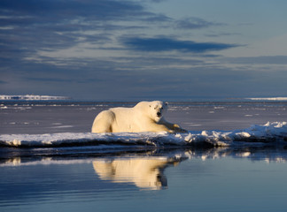 Male polar bear lying on Barter Island with reflection in Kaktovik Lagoon Alaska