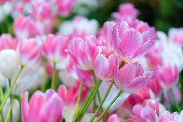 pink and white tulip , group of fresh tulips flower