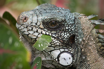 Green Iguana in the bush eating leaves, Amazonas region, Brazil, South America