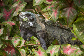 Green Iguana in the bush eating leaves, Amazonas region, Brazil, South America