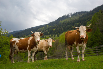 Fototapeta na wymiar Cows in Apuseni Mountains Romania