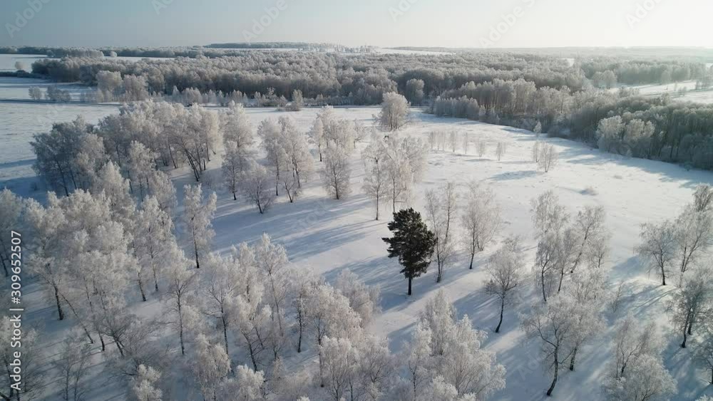 Wall mural Snow White Birch Forest Covered With Hoarfrost.