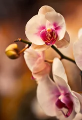 Schilderijen op glas Pink orchid  flowers background close up © layue