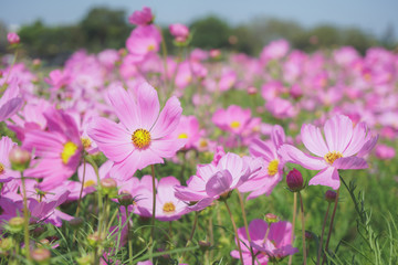 Fototapeta premium różowy kwiat kosmosu kwitnący wiosną, słodki ton