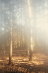 Misty morning in the autumn forest. The sun's rays weakly pierce dense fog.