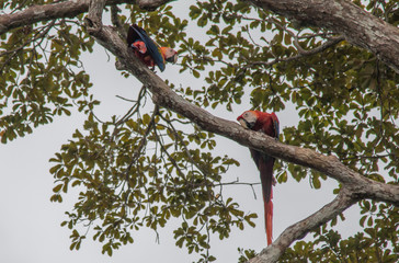 Red and green macaw in the Amazonas region, Brazil, South America