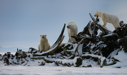 Three Polar bears climbing on snow covered whale bone pile on Barter Island Kaktovik Alaska © Reimar