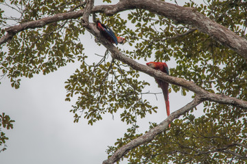 Red and green macaw in the Amazonas region, Brazil, South America