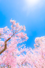 Blue, Branch, Cherry blossoms © JP trip landscape DL