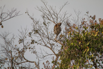 Brown throated sloth in the tree, Amazonas region, Brazil, South America