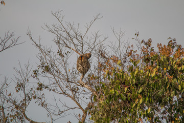 Brown throated sloth in the tree, Amazonas region, Brazil, South America
