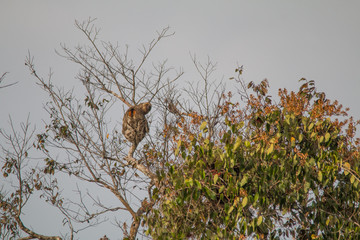 Brown throated sloth in the tree, Amazonas region, Brazil, South America