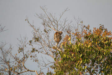 Brown throated sloth in the tree, Amazonas region, Brazil, South America