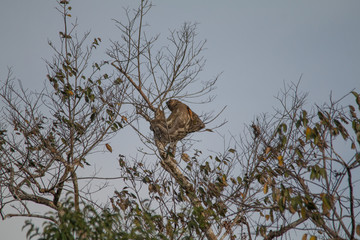 Brown throated sloth in the tree, Amazonas region, Brazil, South America