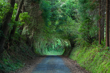 Scenic road looking like a tunnel formed by trees