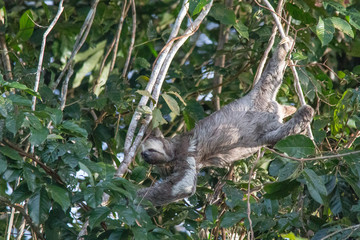 Fototapeta premium Brown throated sloth in the tree, Amazonas region, Brazil, South America