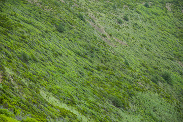 Green texture of Faial, Azores, Portugal