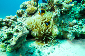 Fototapeta na wymiar Anemonenfische mit Anemone