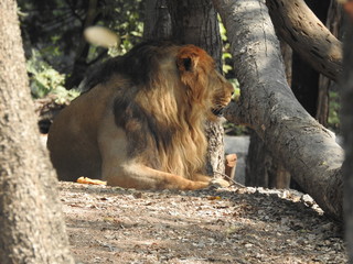 Gaze of an Asian lion in forest shadow. Calmness of the King of beasts, biggest cat of the world. The most dangerous and mighty predator of the world. Square image.  closeup photography of wild animal © Motion Photography