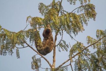 Brown throated sloth in the tree, Amazonas region, Brazil, South America