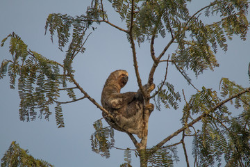Brown throated sloth in the tree, Amazonas region, Brazil, South America
