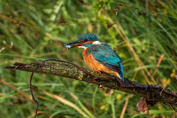 Kingfisher