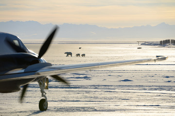Taxiing airplane on Barter Island LRRS airport Kaktovik Alaska with polar bear sows and cubs and mountains - Powered by Adobe