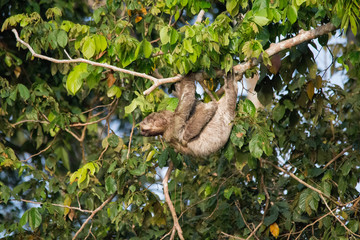 Brown throated sloth in the tree, Amazonas region, Brazil, South America