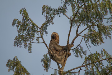 Brown throated sloth in the tree, Amazonas region, Brazil, South America