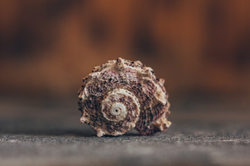 Beautiful brown sea shell on the background