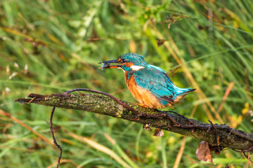Kingfisher