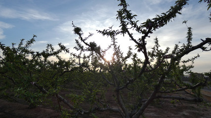 atardecer en los almendros